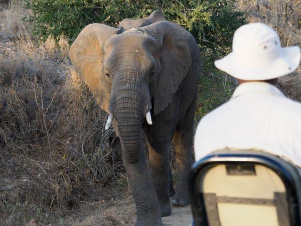 <h3><a href="/trips/safari/biota/animalia/chordata/mammalia/proboscidea/elephantidae/loxodonta africana/loxodonta africana-en.html">Loxodonta&nbsp;africana</a> / African&nbsp;elephant / Afrikaanse&nbsp;olifant</h3>OM-1 with M.40-150mm F2.8 + MC-14, 1/1000 sec at F4.0, ISO 1600, distance 14.0&nbsp;m